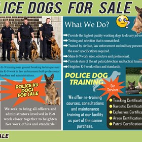 Trained Police Dogs For Sale: K9 Police Dogs
